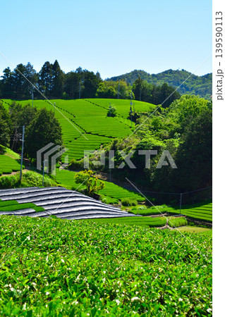 京都　和束茶源郷　白栖・石寺の茶畑 139590113
