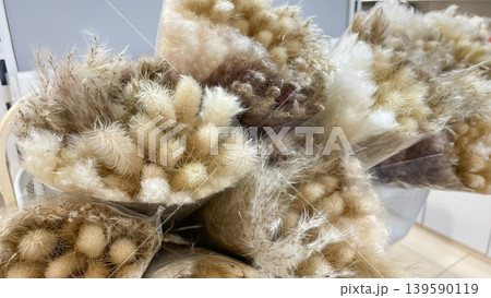 Bouquets of fluffy dried lagurus ovatus bunny tail grass in transparent packaging for interior decor Bouquets of fluffy dried lagurus ovatus bunny tail grass in transparent packaging for interior decor 139590119