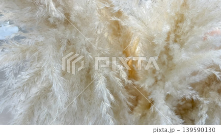 Macro shot of feathery white pampas grass with a soft fluffy texture for trendy bohemian interior decor Macro shot of feathery white pampas grass with a soft fluffy texture for trendy bohemian interior decor 139590130