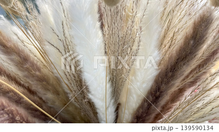 Macro view of feathery white and brown pampas grass textures for elegant interior decoration Macro view of feathery white and brown pampas grass textures for elegant interior decoration 139590134