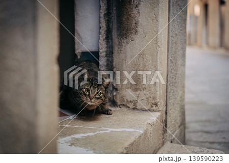 Spotted Venetian street cat watching from house doorstep 139590223