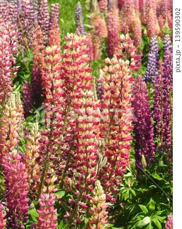 塔状に咲く「ルピナス」の花 139590302