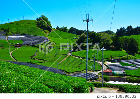 京都　和束茶源郷　白栖・石寺の茶畑 139590332