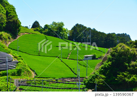 京都 和束茶源郷 白栖・石寺の茶畑 京都 和束茶源郷 白栖・石寺の茶畑 139590367