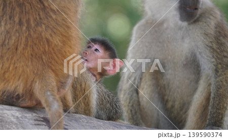 Mother and baby baboon Mother and baby baboon 139590374