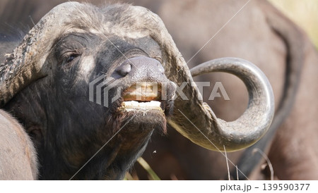 cape buffalo horns 139590377