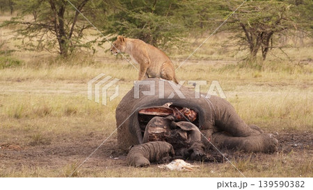 Lion sitting on a dead elephant Lion sitting on a dead elephant 139590382
