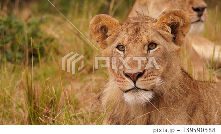 face of a juvenile lion 139590388