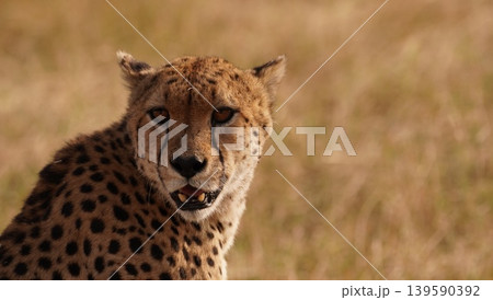 cheetah close up of the face 139590392