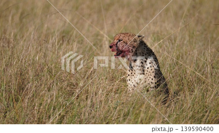 cheetah cub after feeding well cheetah cub after feeding well 139590400