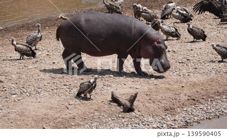 hippo passing between vultures hippo passing between vultures 139590405