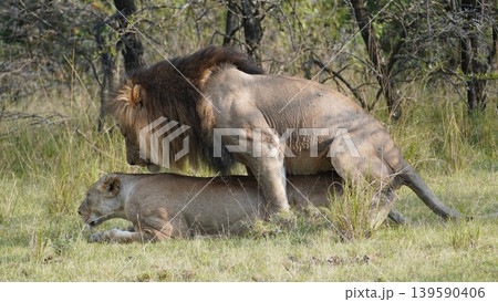 lions mating side view lions mating side view 139590406