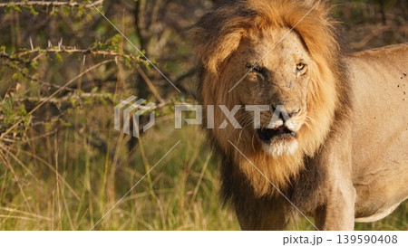 close up face of a lion close up face of a lion 139590408