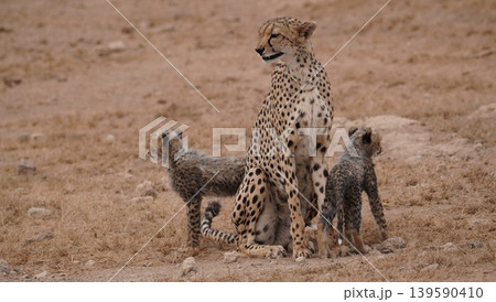 Cheetah mother and cubs in a dry park 139590410