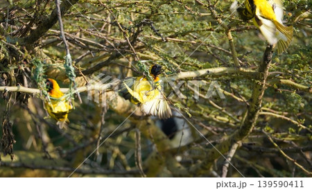 Yellow weaver birds building a nest Yellow weaver birds building a nest 139590411