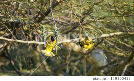busy masked weavers building a nest 139590412