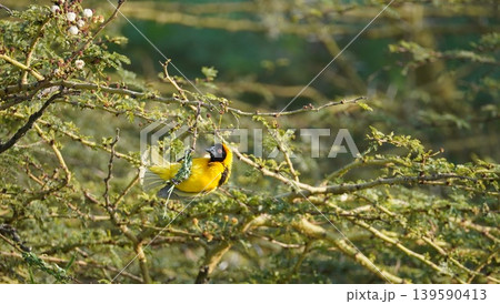 male masked weaver building a nest 139590413