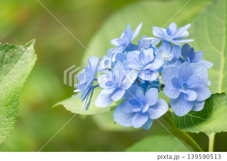 八重咲きの紫陽花 139590513