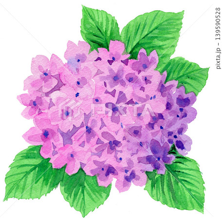 水彩で描いた紫陽花26512pix7 水彩で描いた紫陽花26512pix7 139590528