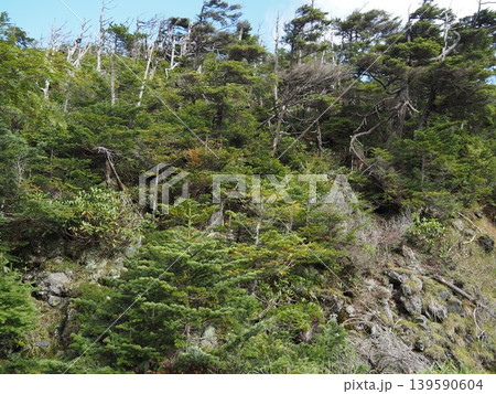 9月下旬の北横岳(長野県茅野市・佐久穂町) 9月下旬の北横岳(長野県茅野市・佐久穂町) 139590604