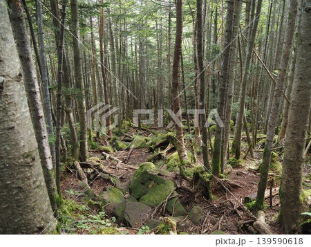 9月下旬の北横岳(長野県茅野市・佐久穂町) 9月下旬の北横岳(長野県茅野市・佐久穂町) 139590618