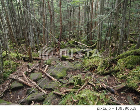 9月下旬の北横岳（長野県茅野市・佐久穂町） 139590619