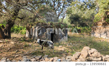 Tilla Jogian ancient Hindu temple ruins with cattle in wild forest Pakistan Tilla Jogian ancient Hindu temple ruins with cattle in wild forest Pakistan 139590681