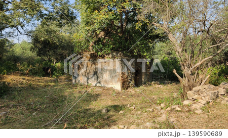 Tilla Jogian abandoned flat roof Hindu temple with tree growing inside Pakistan Tilla Jogian abandoned flat roof Hindu temple with tree growing inside Pakistan 139590689