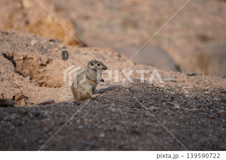 Wild Great Gerbil standing alert near its burrow in Charyn Canyon, Kazakhstan Wild Great Gerbil standing alert near its burrow in Charyn Canyon, Kazakhstan 139590722