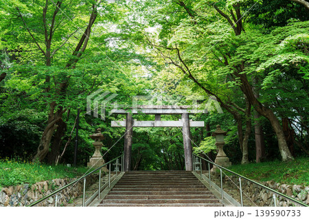 新緑に覆われた大原野神社の参道 新緑に覆われた大原野神社の参道 139590733