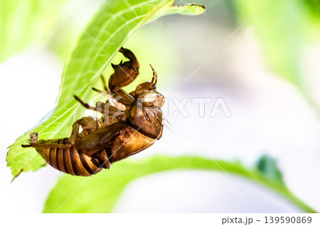 空蝉 139590869