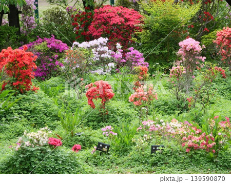 赤いツツジの花 139590870