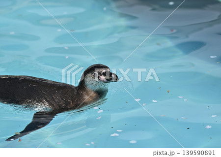 気持ち良さそうに泳ぐペンギン(フンボルトペンギン) 気持ち良さそうに泳ぐペンギン(フンボルトペンギン) 139590891