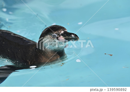 気持ち良さそうに泳ぐペンギン(フンボルトペンギン) 気持ち良さそうに泳ぐペンギン(フンボルトペンギン) 139590892