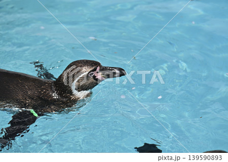気持ち良さそうに泳ぐペンギン(フンボルトペンギン) 気持ち良さそうに泳ぐペンギン(フンボルトペンギン) 139590893