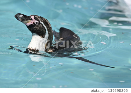 気持ち良さそうに泳ぐペンギン(フンボルトペンギン) 気持ち良さそうに泳ぐペンギン(フンボルトペンギン) 139590896