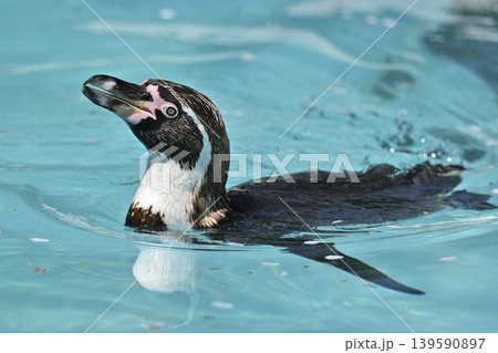 気持ち良さそうに泳ぐペンギン(フンボルトペンギン) 気持ち良さそうに泳ぐペンギン(フンボルトペンギン) 139590897