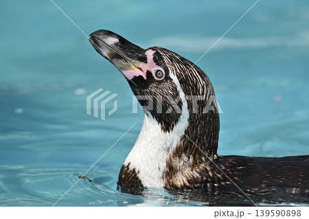 気持ち良さそうに泳ぐペンギン(フンボルトペンギン) 気持ち良さそうに泳ぐペンギン(フンボルトペンギン) 139590898