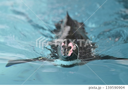 気持ち良さそうに泳ぐペンギン(フンボルトペンギン) 気持ち良さそうに泳ぐペンギン(フンボルトペンギン) 139590904