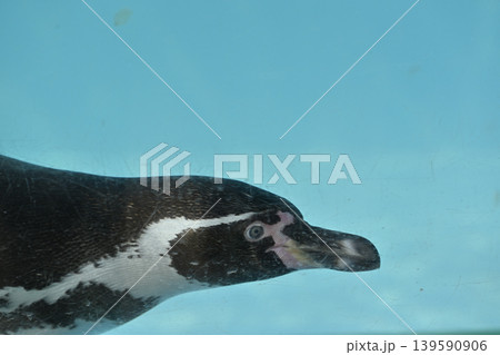 気持ち良さそうに泳ぐペンギン(フンボルトペンギン) 気持ち良さそうに泳ぐペンギン(フンボルトペンギン) 139590906