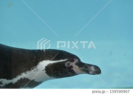 気持ち良さそうに泳ぐペンギン(フンボルトペンギン) 気持ち良さそうに泳ぐペンギン(フンボルトペンギン) 139590907