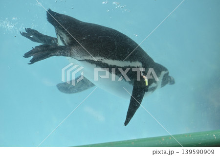 気持ち良さそうに泳ぐペンギン(フンボルトペンギン) 気持ち良さそうに泳ぐペンギン(フンボルトペンギン) 139590909