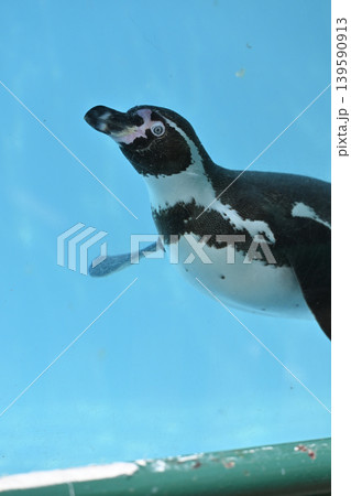 気持ち良さそうに泳ぐペンギン(フンボルトペンギン) 気持ち良さそうに泳ぐペンギン(フンボルトペンギン) 139590913
