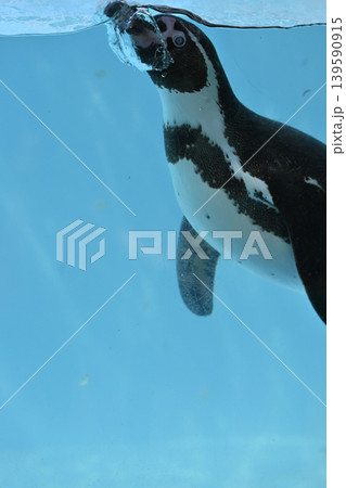 気持ち良さそうに泳ぐペンギン(フンボルトペンギン) 気持ち良さそうに泳ぐペンギン(フンボルトペンギン) 139590915