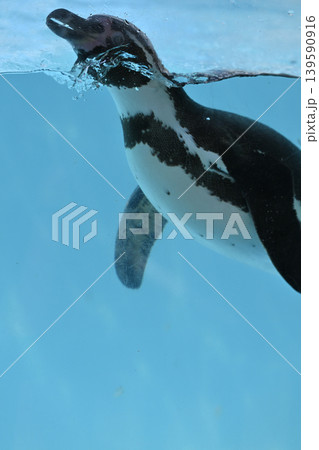 気持ち良さそうに泳ぐペンギン(フンボルトペンギン) 気持ち良さそうに泳ぐペンギン(フンボルトペンギン) 139590916
