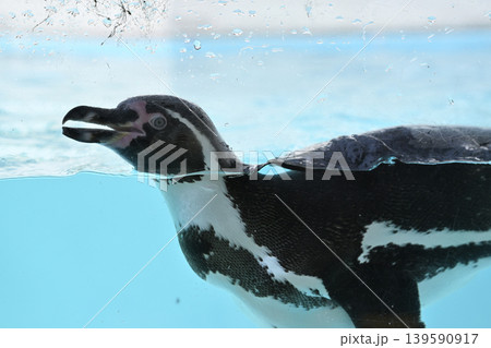 気持ち良さそうに泳ぐペンギン(フンボルトペンギン) 気持ち良さそうに泳ぐペンギン(フンボルトペンギン) 139590917