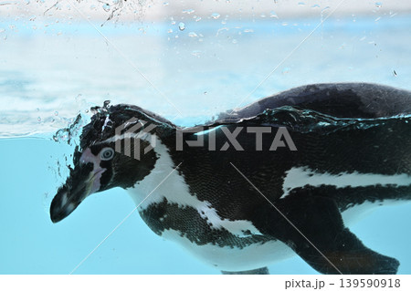 気持ち良さそうに泳ぐペンギン(フンボルトペンギン) 気持ち良さそうに泳ぐペンギン(フンボルトペンギン) 139590918