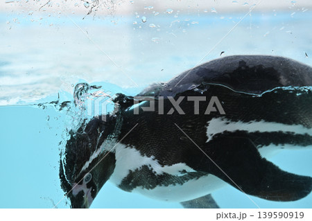 気持ち良さそうに泳ぐペンギン(フンボルトペンギン) 気持ち良さそうに泳ぐペンギン(フンボルトペンギン) 139590919
