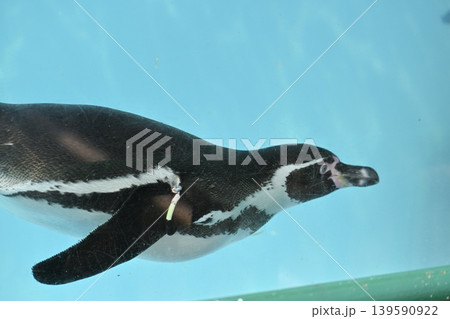 気持ち良さそうに泳ぐペンギン(フンボルトペンギン) 気持ち良さそうに泳ぐペンギン(フンボルトペンギン) 139590922