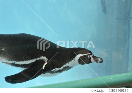気持ち良さそうに泳ぐペンギン(フンボルトペンギン) 気持ち良さそうに泳ぐペンギン(フンボルトペンギン) 139590923